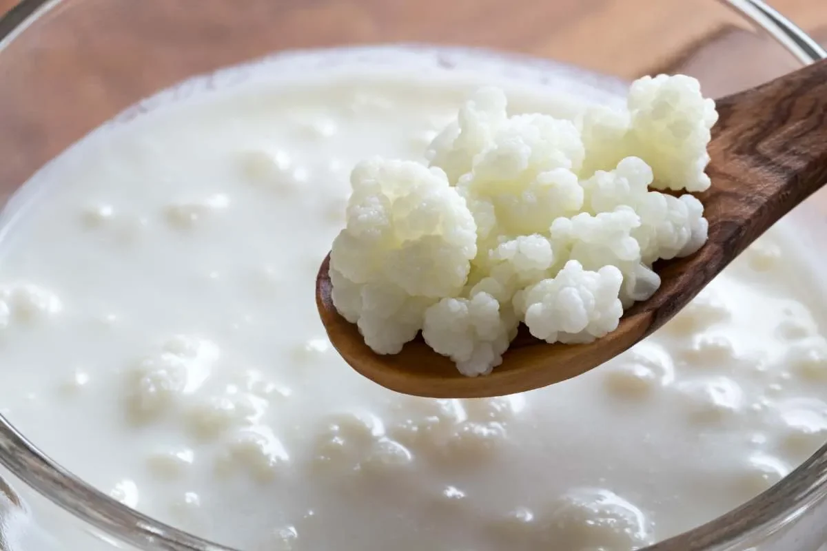 L'origine du kéfir : tout savoir